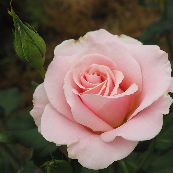 バラ苗 四季咲き　育てやすい挿し木苗　超レア　海外種PINKNPRET○ バラ苗 四季咲き 育てやすい挿し木苗 超レア 海外種PINKNPRET○