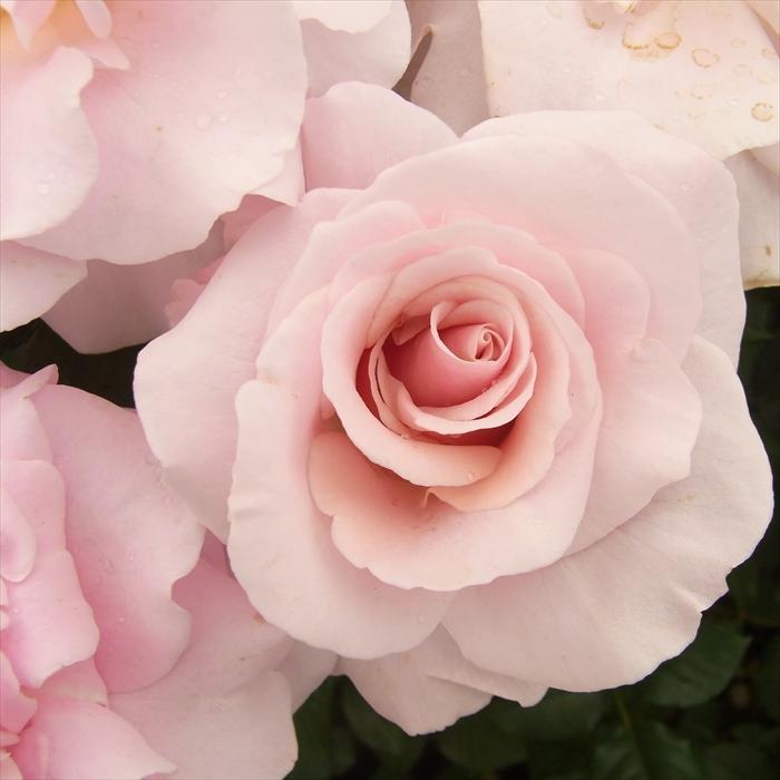 日本花キ流通 予約販売 バラ 苗 バラ 新苗 中輪 ピンクフレンチレース