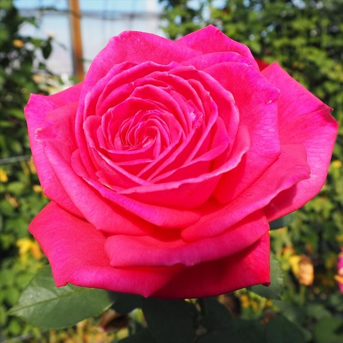 日本花キ流通 予約販売 バラ 苗 バラ 新苗 大輪 ファーストプライズ