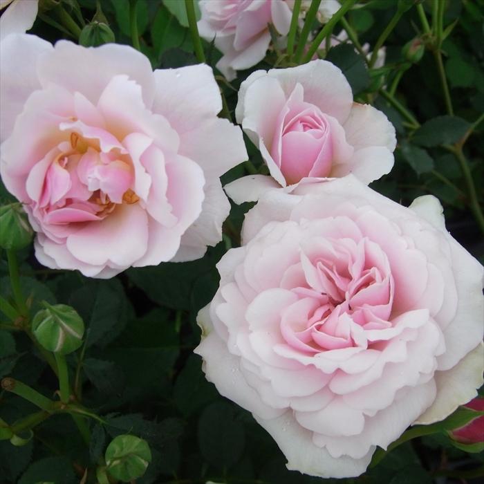 予約販売 バラ新苗 フェリシア つる性 返り咲き 中輪 オールド ローズ 薔薇 ばら バラ苗 Tros Z フラワーネット日本花キ流通 通販 Yahoo ショッピング