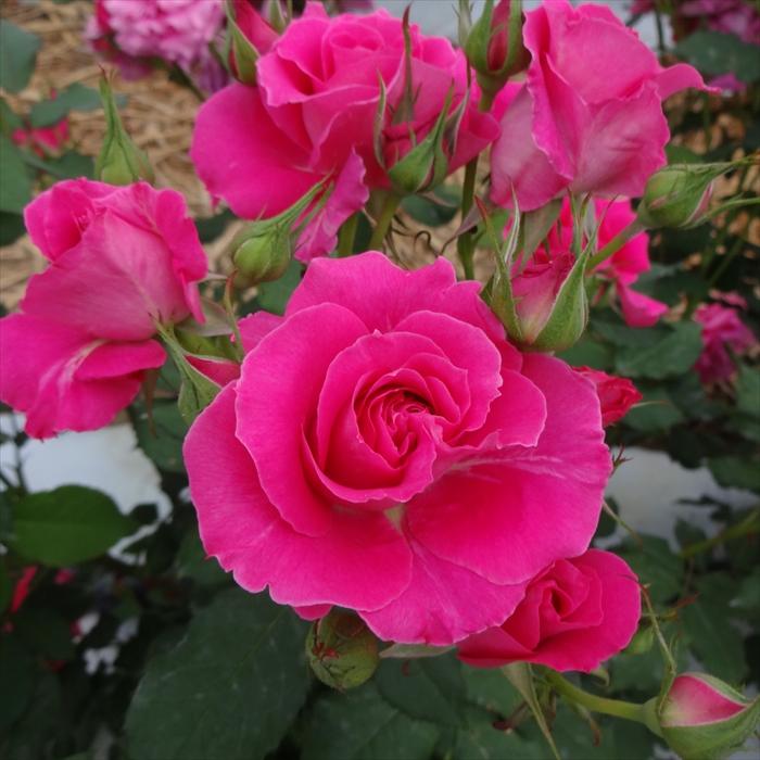 予約販売 バラ新苗 ブライダル レディー 木立性 四季咲き 中輪 薔薇 ばら バラ苗 Tros Z フラワーネット日本花キ流通 通販 Yahoo ショッピング