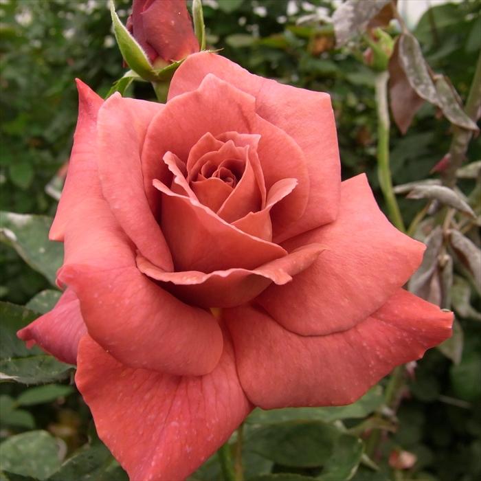 予約販売 バラ苗 バラ新苗 ブラック ティ 木立性 四季咲き 大輪 薔薇 ばら バラ苗 Tros 4月中旬以降発送 Z フラワーネット日本花キ流通 通販 Yahoo ショッピング