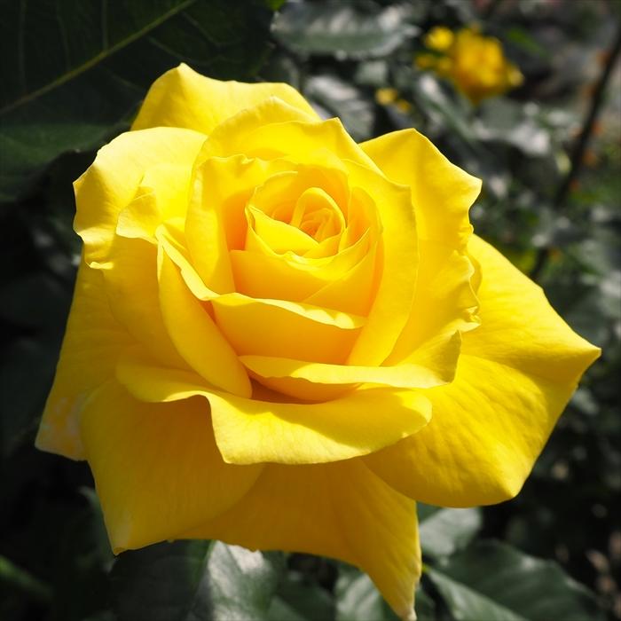 日本花キ流通 予約販売 バラ 苗 バラ 新苗 中輪 フリージア 木立性