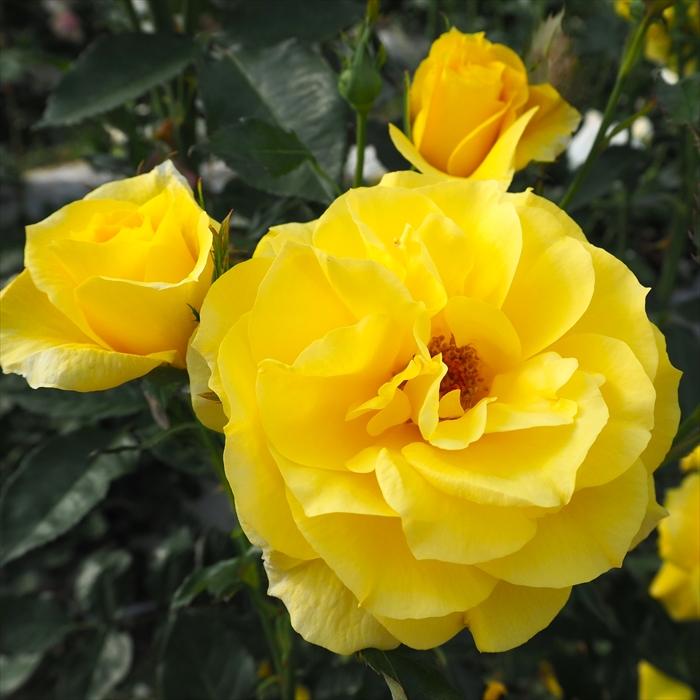 日本花キ流通 予約販売 バラ 苗 バラ 新苗 中輪 フリージア 木立性