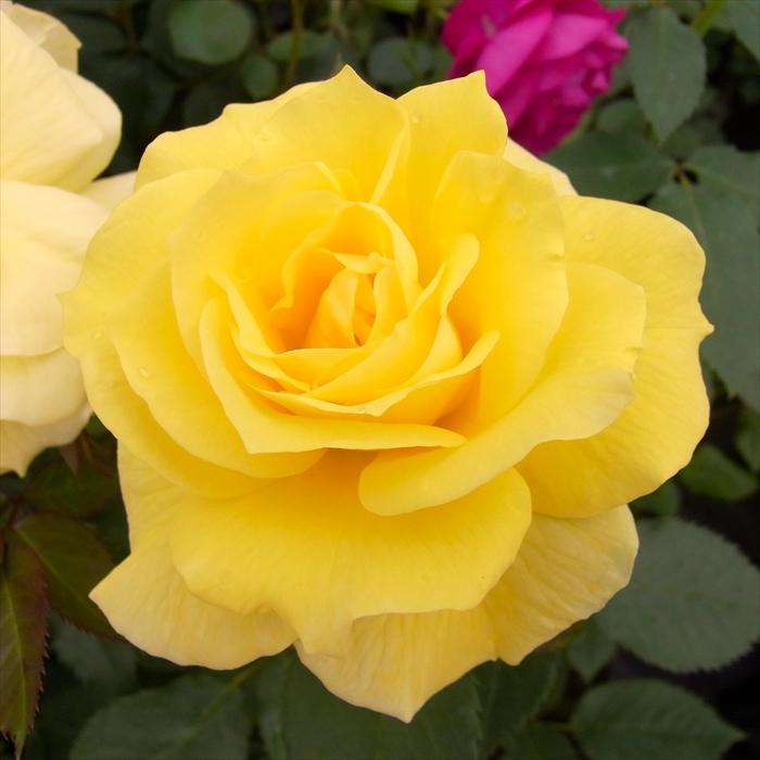 日本花キ流通 【まもなく締め切り】予約販売 バラ 苗 新苗 中輪