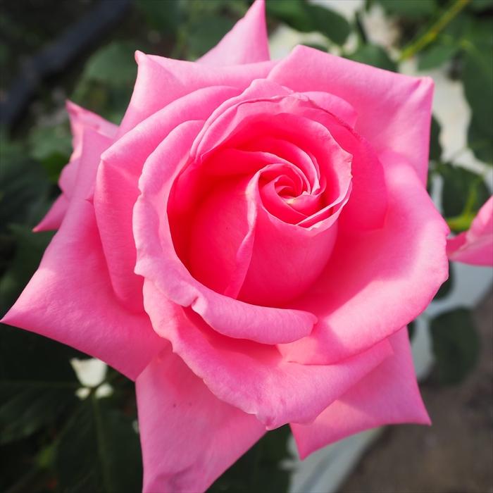 日本花キ流通 予約販売 バラ 苗 バラ 新苗 大輪 プリンセス