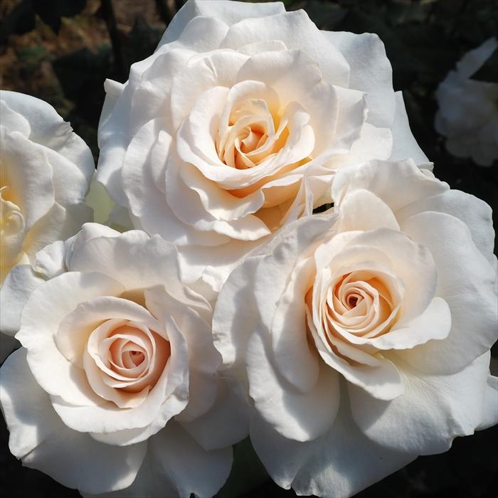 日本花キ流通 予約販売 バラ 苗 バラ 新苗 中輪 フレンチレース 木立性