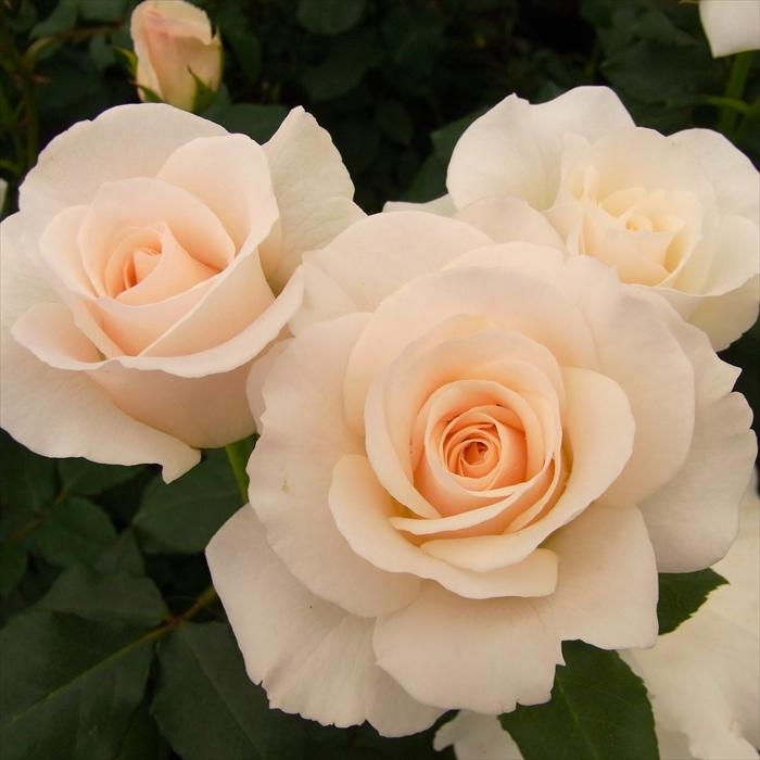 日本花キ流通 予約販売 バラ 苗 バラ 新苗 中輪 フレンチレース 木立性