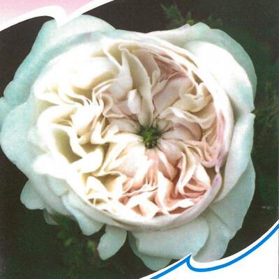 予約販売 バラ新苗 マダム アルディ 半つる性 一季咲き 中輪 オールド ローズ 薔薇 ばら バラ苗 Tros Z フラワーネット日本花キ流通 通販 Yahoo ショッピング