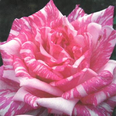 予約販売 バラ苗 バラ新苗 モダン タイムス 木立性 四季咲き 大輪 薔薇 ばら バラ苗 Tros 4月中旬以降発送 Z フラワーネット日本花キ流通 通販 Yahoo ショッピング