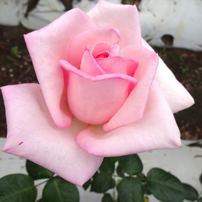 日本花キ流通 予約販売 バラ 苗 バラ 新苗 大輪 ロイヤルハイネス 木立