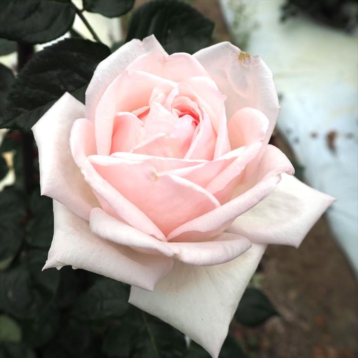 日本花キ流通 予約販売 バラ 苗 バラ 新苗 大輪 ロイヤルハイネス 木立