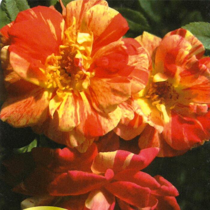 日本花キ流通 予約販売 バラ 苗 バラ 新苗 つるバラ 祭り 薔薇 ばら