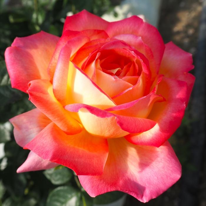 日本花キ流通 予約販売 バラ 苗 バラ 新苗 大輪 朝雲 木立性 四季咲き