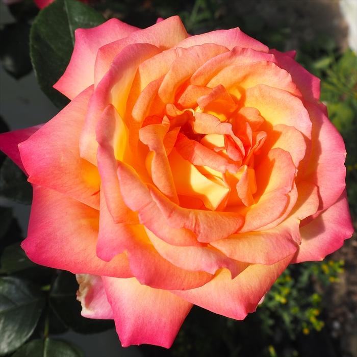 日本花キ流通 予約販売 バラ 苗 バラ 新苗 大輪 朝雲 木立性 四季咲き