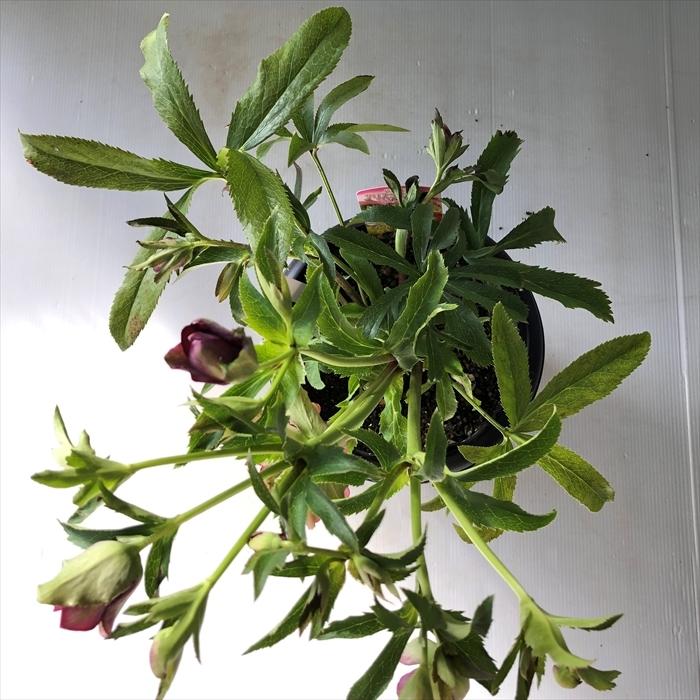 クリスマスローズ クレオパトラ 0112 041 現品販売 広瀬園芸 6号鉢 開花株 Z フラワーネット日本花キ流通 通販 Yahoo ショッピング