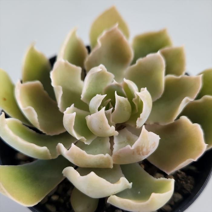 多肉植物 シャビアナカーリー錦 エケベリア・シャビアナの育て方｜きれいな花を咲かせるコツは