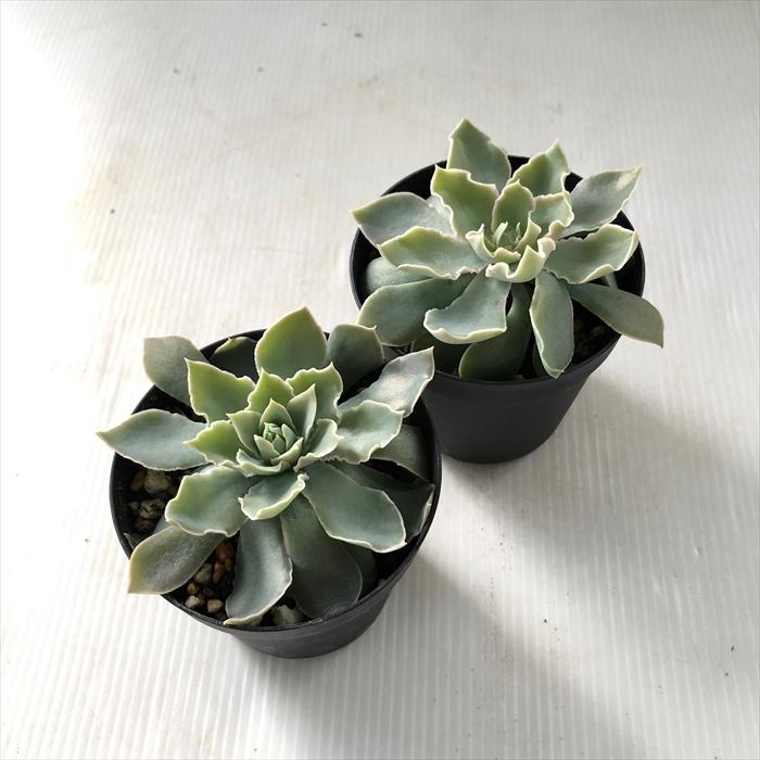 日本花キ流通 多肉植物 skエケベリア シャビアナペレグリナ 多肉植物