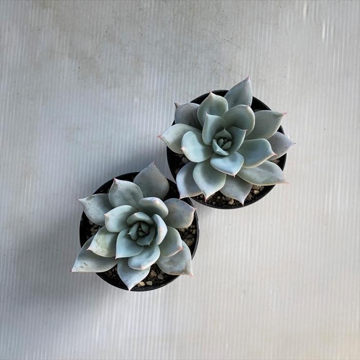 多肉植物 Swkエケベリア シャングリラ 7 5cmポット エケベリア 開店記念セール リラシナ メキシカンジャイアント