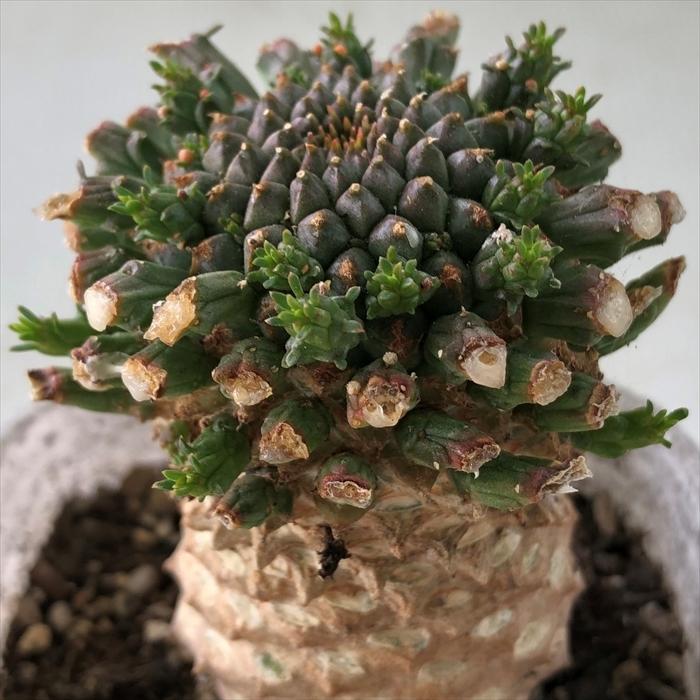 日本花キ流通 多肉植物 caユーフォルビア ゴルゴニス コーデック 日本花キ流通 多肉植物 caユーフォルビア ゴルゴニス コーデック