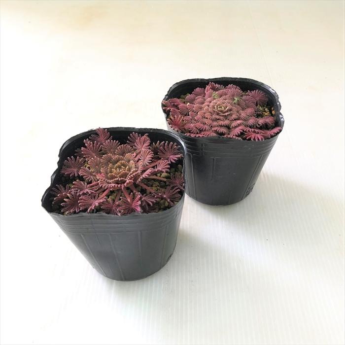 日本花キ流通 オキザリス 苗 孔雀の舞 9cmポット プレミアムレッド