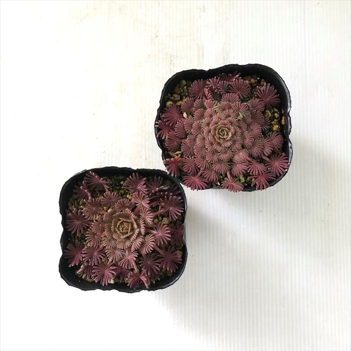 日本花キ流通 オキザリス 苗 孔雀の舞 9cmポット プレミアムレッド