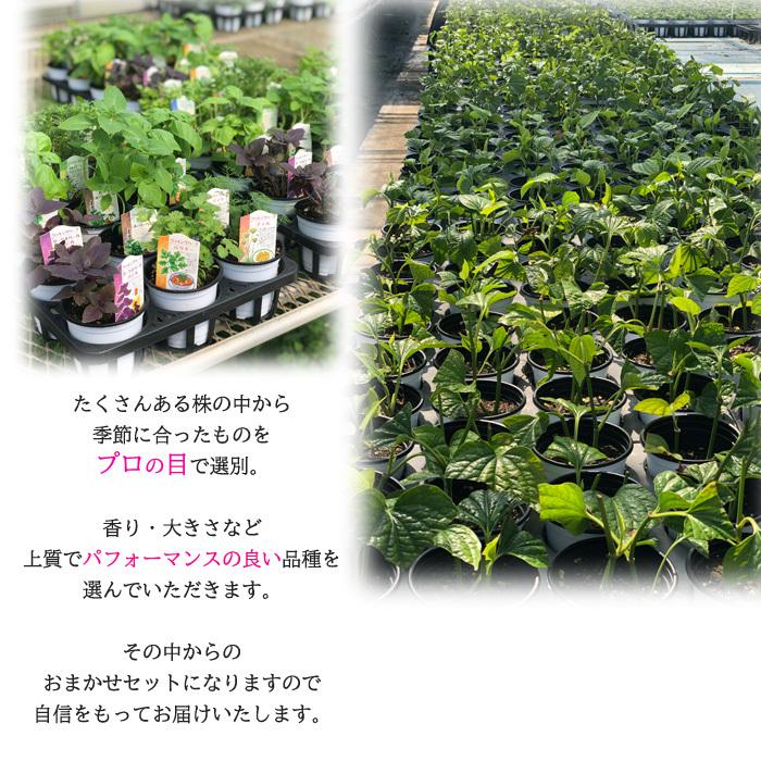 アロマハーブ 寄せ植えセット 送料無料 栽培キット 寄せ植え ハーブ 家庭菜園 エコポット Sny Z フラワーネット日本花キ流通 通販 Yahoo ショッピング