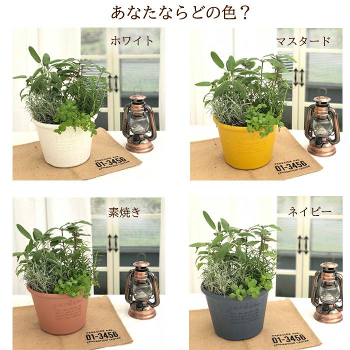 アロマハーブ 寄せ植えセット 送料無料 栽培キット 寄せ植え ハーブ 家庭菜園 エコポット Sny Z フラワーネット日本花キ流通 通販 Yahoo ショッピング