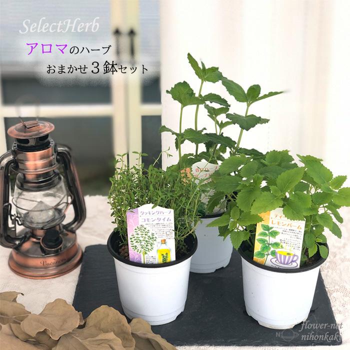 アロマハーブ おまかせ3個セット ハーブ 家庭菜園 ハーブティー Sny Herb Z フラワーネット日本花キ流通 通販 Yahoo ショッピング