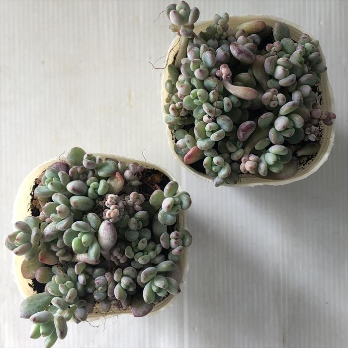 日本花キ流通 多肉植物 sbセダム ばらまき コミックトム 多肉植物