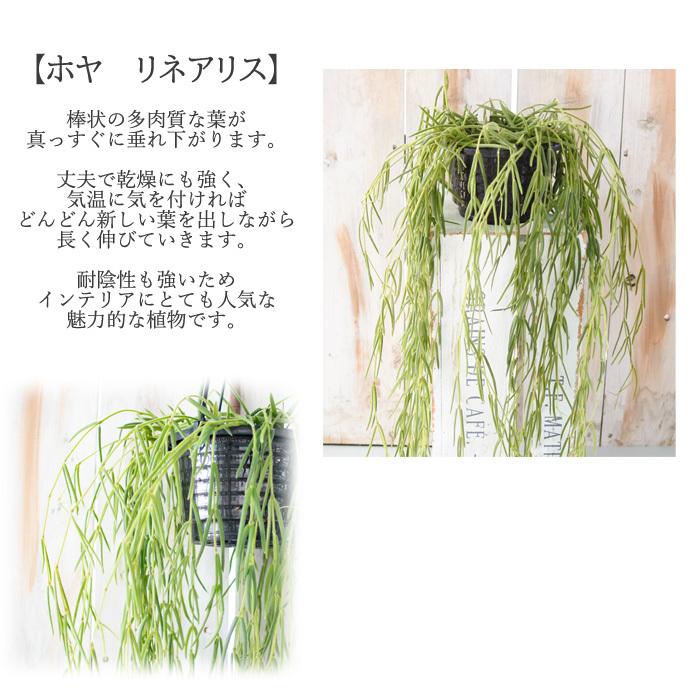 ホヤ リネアリス 4号鉢 鉢 送料無料 観葉植物 インテリア おしゃれ｜flower-net｜02