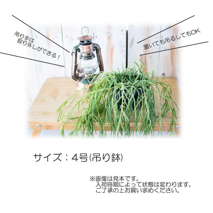 日本花キ流通 観葉植物 ホヤ リネアリス 4号鉢 鉢 送料無料 室内