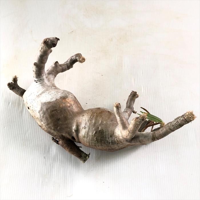 保証書付 多肉植物 Caパキポディウム グラキリス分頭 0122 023 多肉植物 コーデックス 現品販売 現地球 偉大な Catering Strzyzow Pl