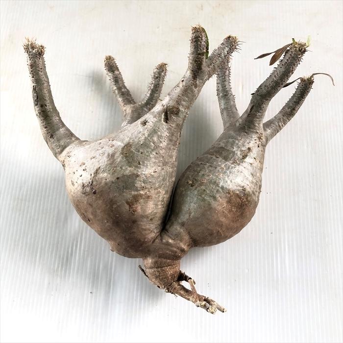 多肉植物 Caパキポディウム グラキリス分頭 0122 030 多肉植物 コーデックス 現品販売 現地球 Z フラワーネット日本花キ流通 通販 Yahoo ショッピング