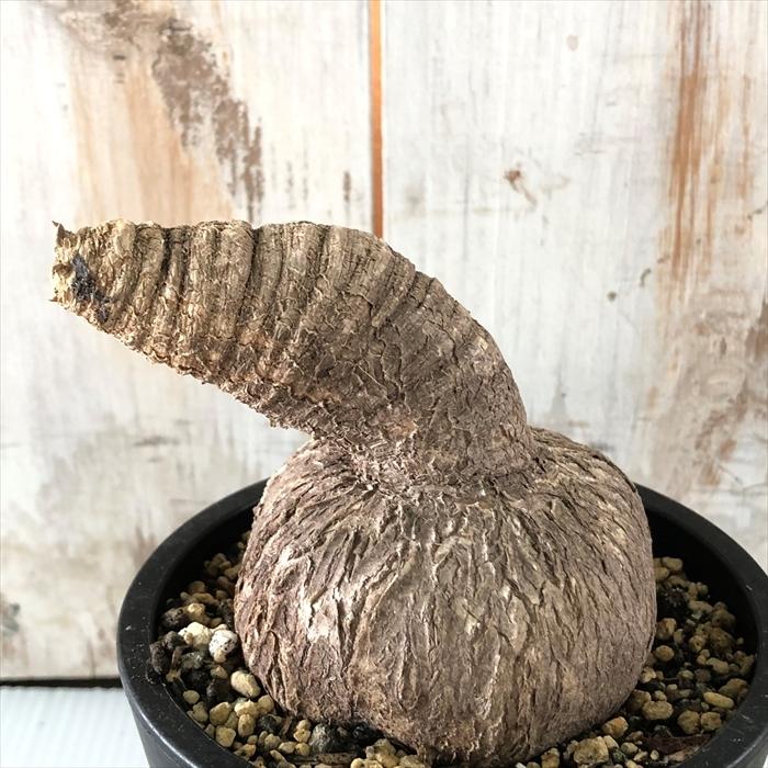 多肉植物 Caユーフォルビア プリムリフォリア 3号鉢 0122 039 多肉植物 コーデックス 現品販売 現地球 Z フラワーネット日本花キ流通 通販 Yahoo ショッピング