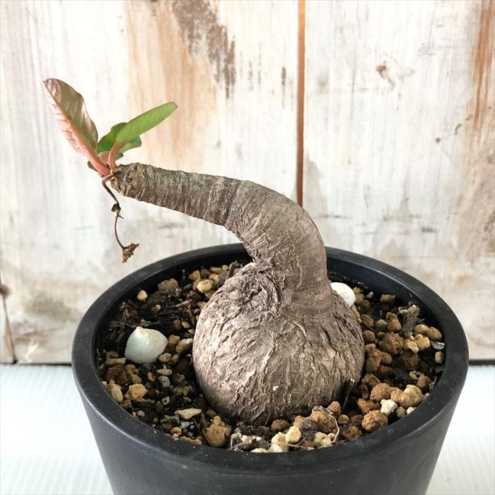日本花キ流通 多肉植物 caユーフォルビア プリムリフォリア 3号鉢 0122