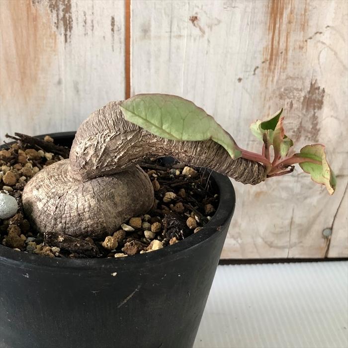 多肉植物 Caユーフォルビア プリムリフォリア 3号鉢 0122 041 多肉植物 コーデックス 現品販売 現地球 Z フラワーネット日本花キ流通 通販 Yahoo ショッピング