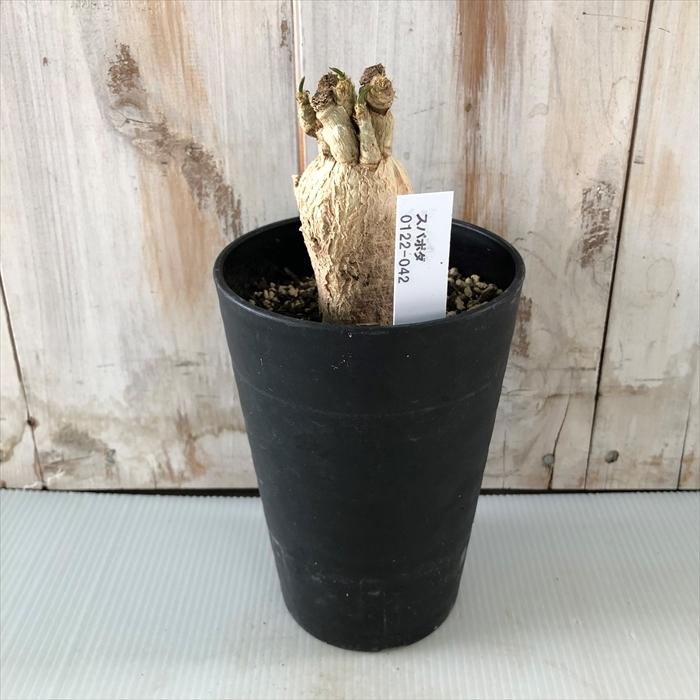 多肉植物 Caユーフォルビア スパポダ 3号鉢 0122 042 多肉植物 コーデックス 現品販売 現地球 Z フラワーネット日本花キ流通 通販 Yahoo ショッピング