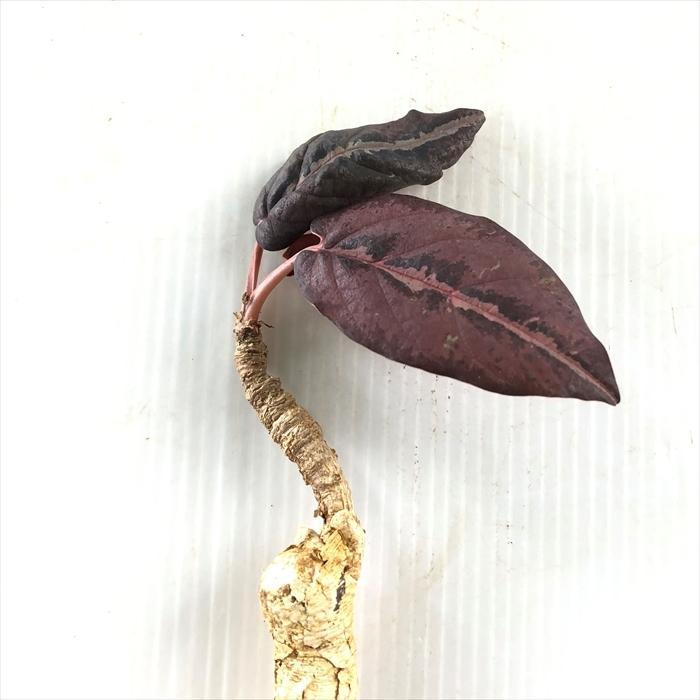 多肉植物 Caユーフォルビア ラバティー 0122 068 多肉植物 コーデックス 現品販売 現地球 Z フラワーネット日本花キ流通 通販 Yahoo ショッピング