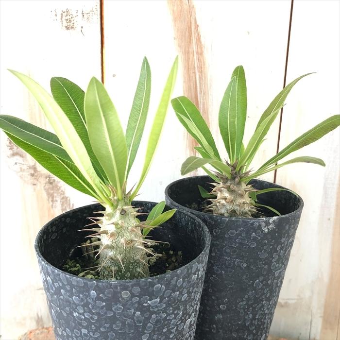 日本花キ流通 多肉植物 caパキポディウム マカイエンセ 実生 7.5cm