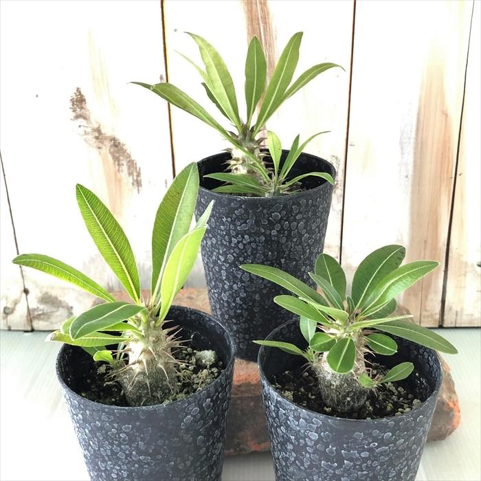 日本花キ流通 多肉植物 caパキポディウム マカイエンセ 実生 7.5cm