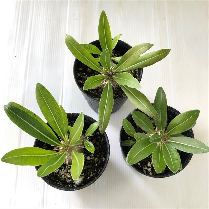 日本花キ流通 多肉植物 caパキポディウム マカイエンセ 実生 7.5