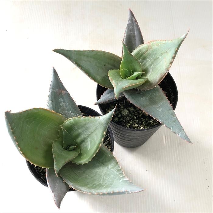 多肉植物 アロエ プラテンシス(S5のカキコ苗) 園芸ネット本店｜アロエ：プラテンシス（ユキムスメ） 4号ポット の