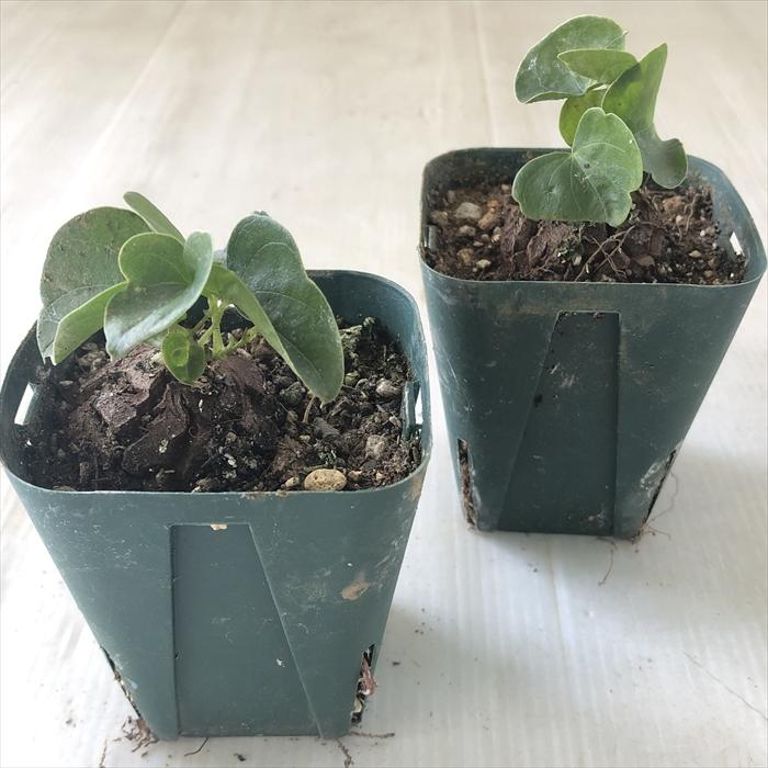 〈特選株29〉バキバキ亀甲竜＂健康元気体＂実生5,6年 7.5cmポット 特選株29〉バキバキ亀甲竜＂健康元気体＂実生5,6年 7.5cmポット