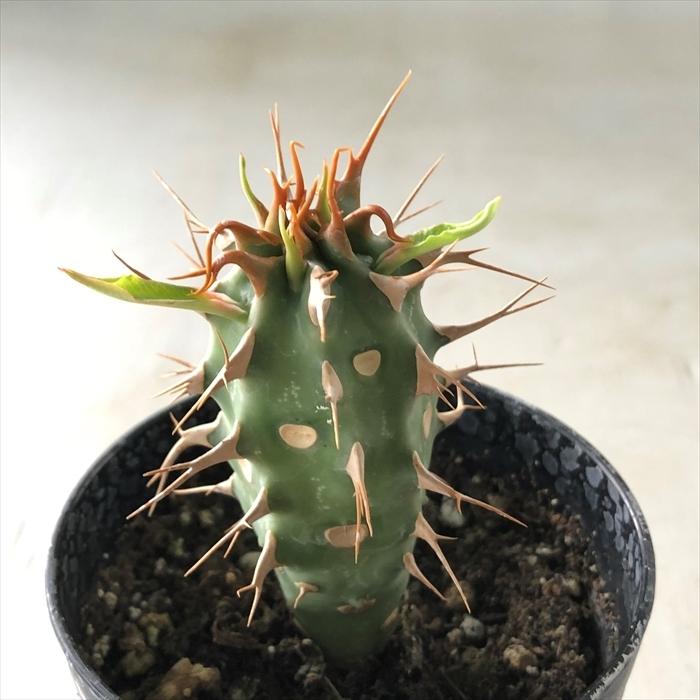 多肉植物 Caユーフォルビア ビグエリー カプロニアナ 7 5cmポット 多肉植物 ユーフォルビア Z フラワーネット日本花キ流通 通販 Yahoo ショッピング