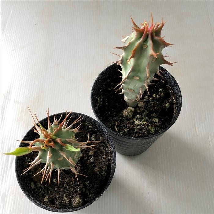 日本花キ流通 多肉植物 caユーフォルビア ビグエリー カプロニアナ 7.5