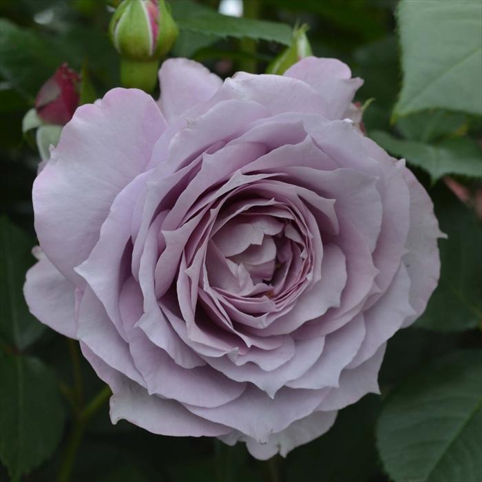 予約販売 バラ苗 バラ新苗 コルデス ノヴァーリス 登録品種 薔薇 バラ 京成バラ園 新苗 Kss 4月上旬以降発送 Z フラワーネット日本花キ流通 通販 Yahoo ショッピング