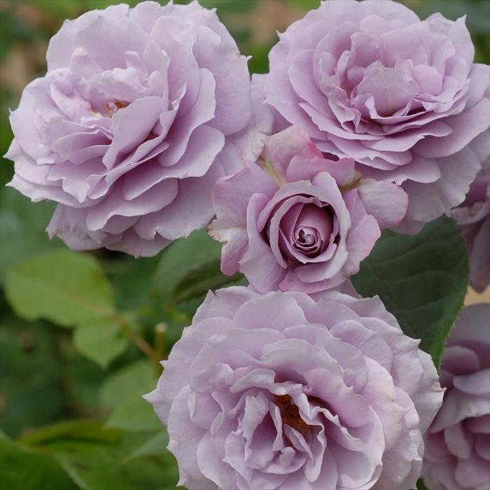 予約販売 バラ新苗 京成バラ園 ノヴァーリス 薔薇 ばら バラ苗 4月上旬以降発送 Z フラワーネット日本花キ流通 通販 Yahoo ショッピング