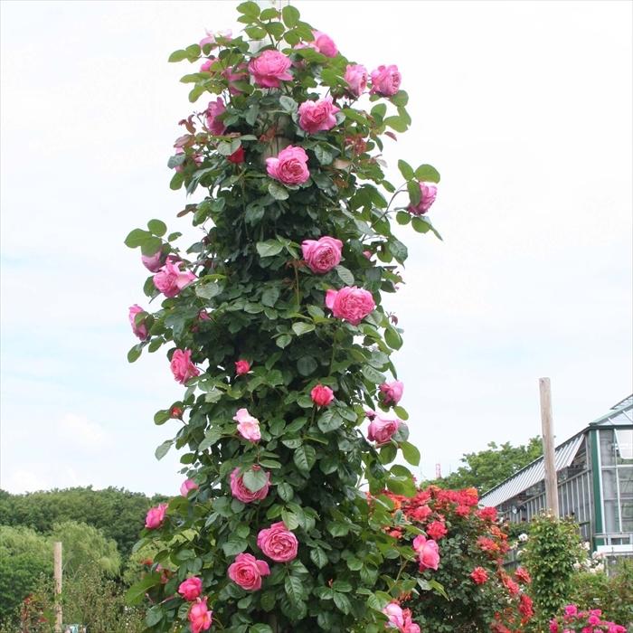 予約販売 バラ新苗 京成バラ園 ケルナー フローラ 薔薇 ばら バラ苗 4月上旬以降発送 Z フラワーネット日本花キ流通 通販 Yahoo ショッピング