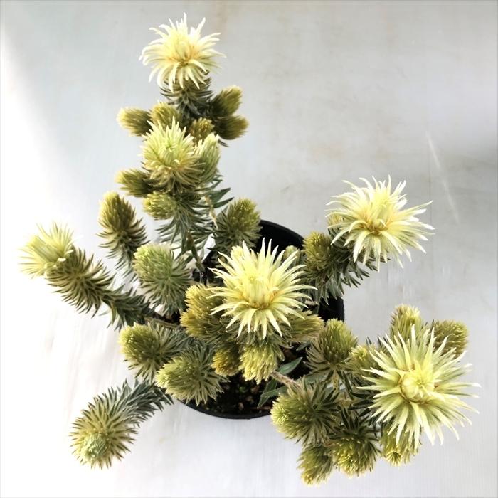 最も優遇 フィリカ プベッセンス ワフトフェザー 大株 7号 高知インター店 Antofagastaen100palabras Cl